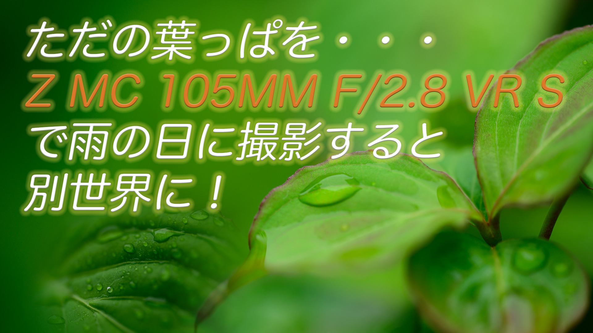 ZMC105mmで葉っぱをマクロ撮影