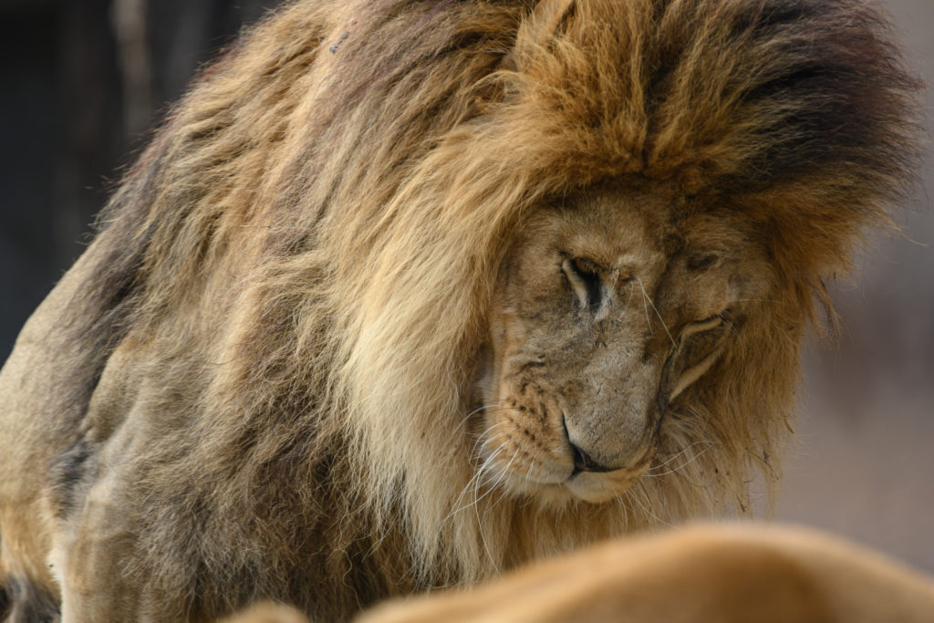 NIKKOR 300mm f/4E PFで撮影したライオンの写真