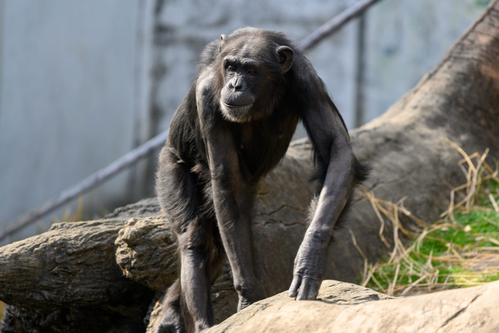 NIKKOR 300mm f/4E PFで撮影したチンパンジーの写真