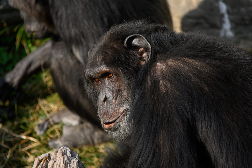 NIKKOR 300mm f/4E PFで撮影したチンパンジーの写真