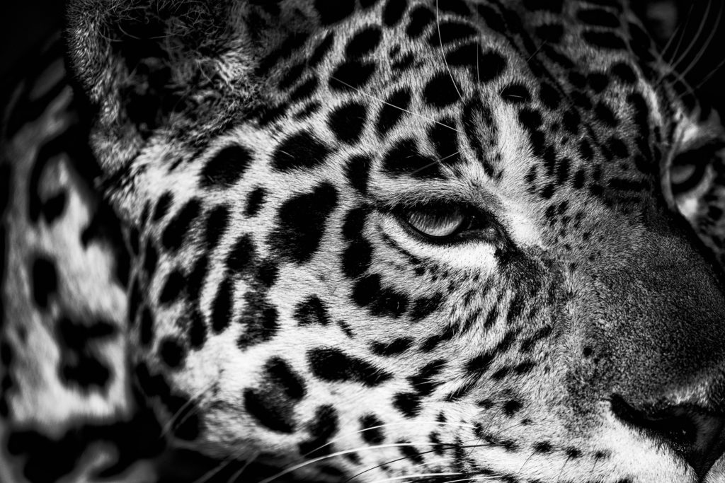NIKKOR　300mm f/4E PFで撮影したジャガーのモノクロ写真