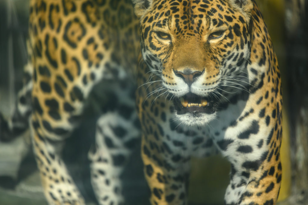 NIKKOR　300mm f/4E PFで撮影したジャガーの写真
