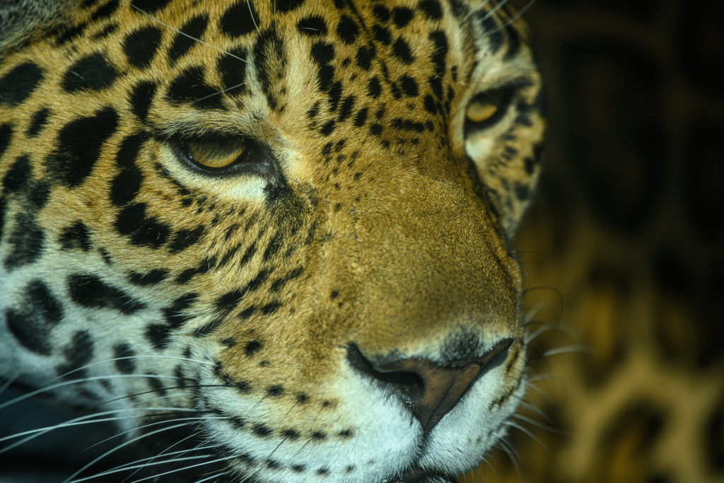 NIKKOR　300mm f/4E PFで撮影したジャガーの写真